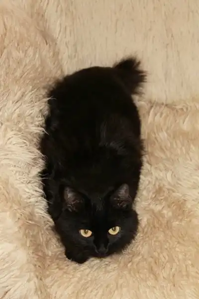 Отдам в хорошие руки кошку