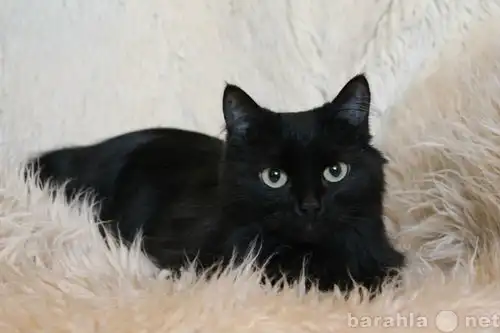 Отдам в хорошие руки кошку