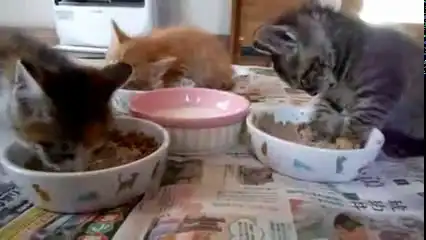 Щас посплю, а потом доем!