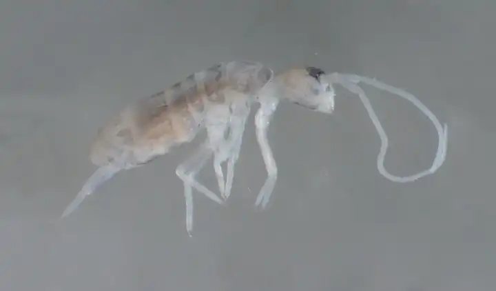 В Абхазии обнаружено самое глубоко живущее сухопутное существо