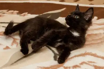 Обаятельный котик 4 мес. в хорошие руки