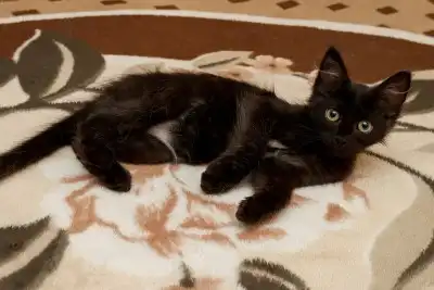 Обаятельный котик 4 мес. в хорошие руки