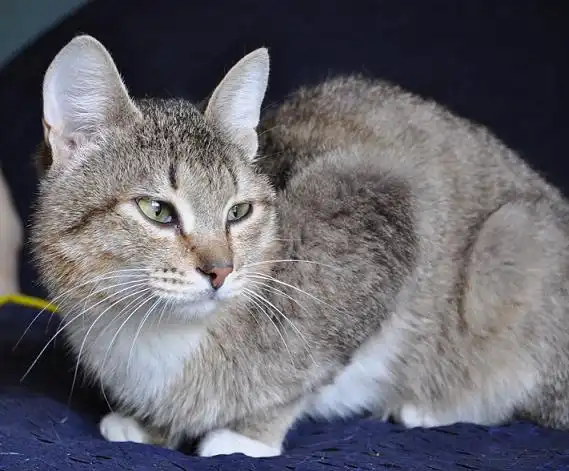 Отдам в хорошие руки кота Левкоя