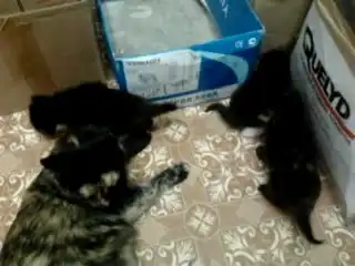 Отдам котят!