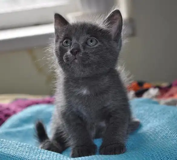 Дымчатая девочка ищет дом!