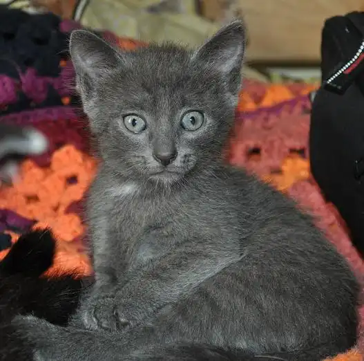 Дымчатая девочка ищет дом!