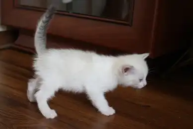 очаровательная кошечка ищет свой новый дом!