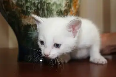 очаровательная кошечка ищет свой новый дом!