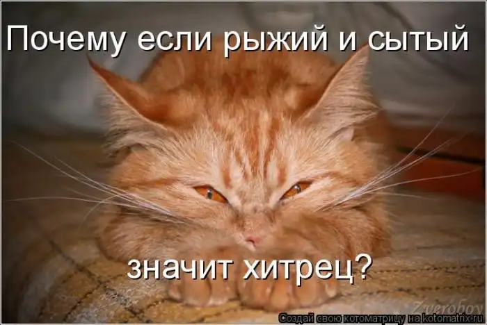 Лучшие котоматрицы недели