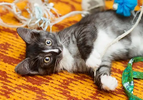 Отдам в хорошие руки котёнка Элли