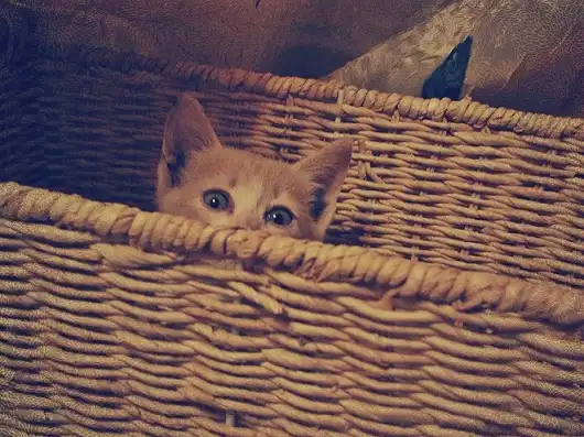 Котенка в хорошие руки