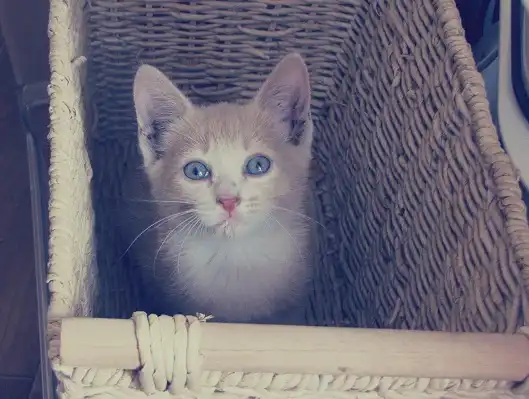 Котенка в хорошие руки