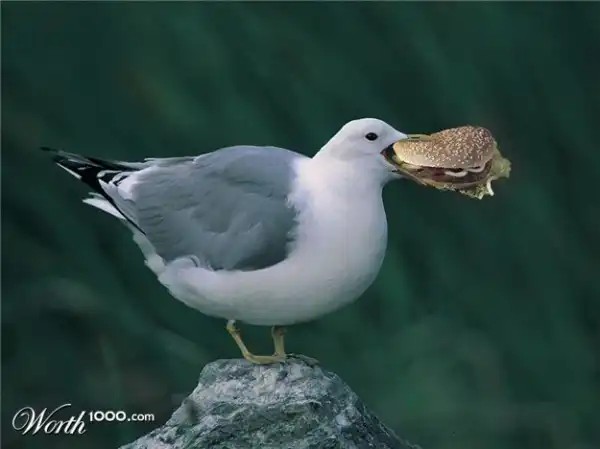 Если бы животные толстели так же, как и люди