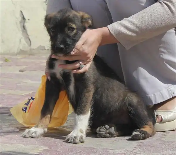 Щенок-девочка