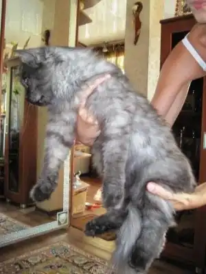 Шикарный котик Ланос ищет дом!