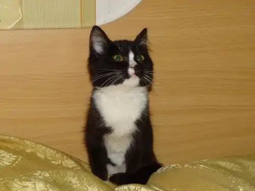 Отдам в хорошие руки котёнка Сонечку