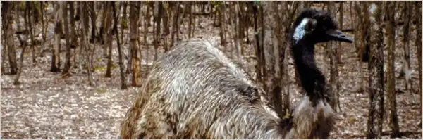 4 самых идиотских поражения в военной истории