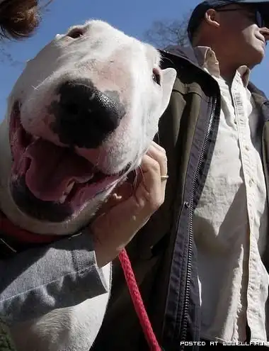 Смеющиеся животные (33 фото)