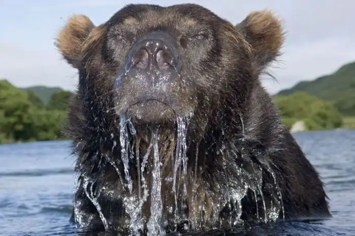 Как делают опасные снимки животных