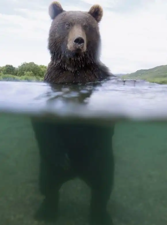 Как делают опасные снимки животных
