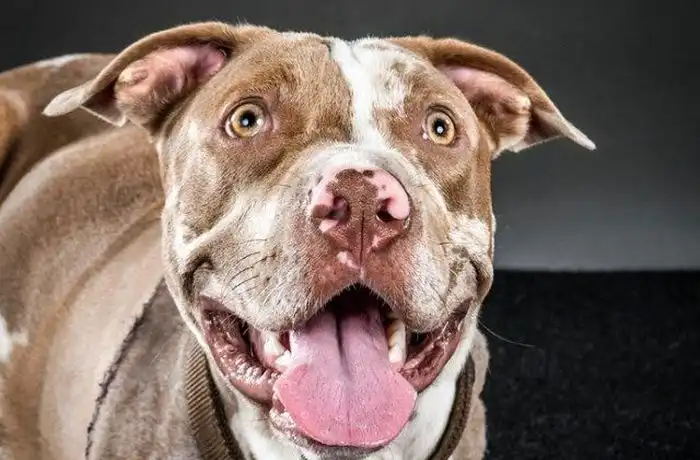 Вторая жизнь для питбуля