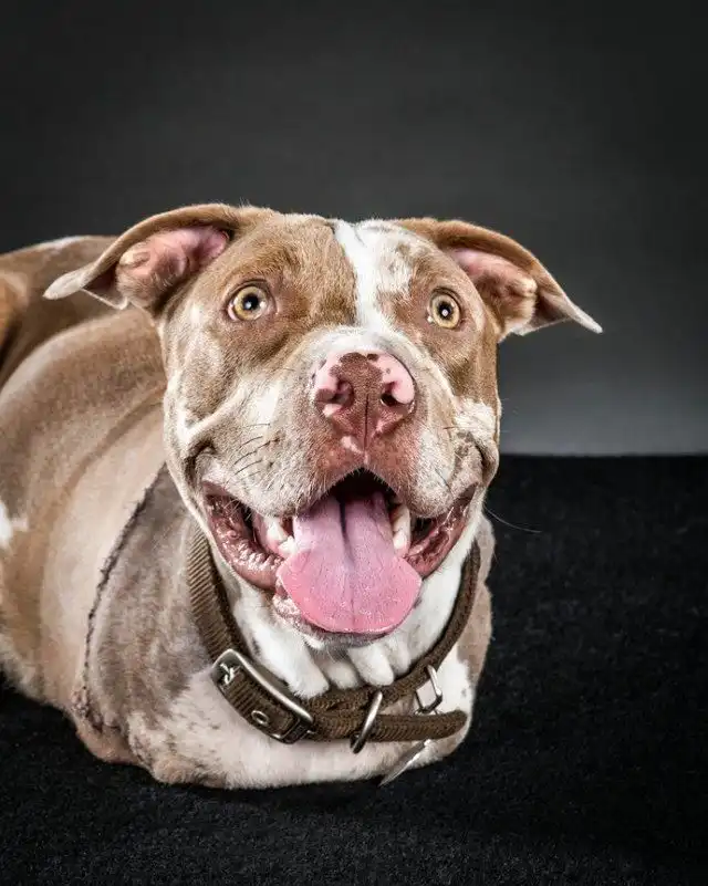 Вторая жизнь для питбуля