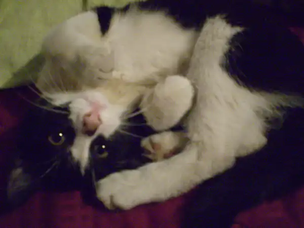 Помогите найти котёнку дом