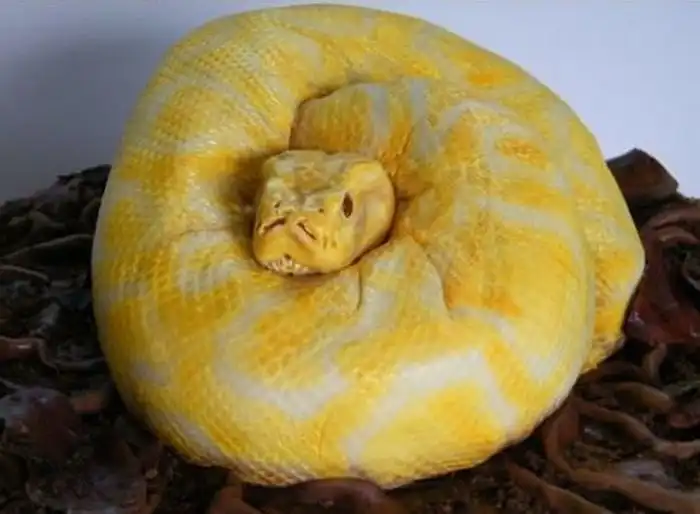 Угадайте, что это такое