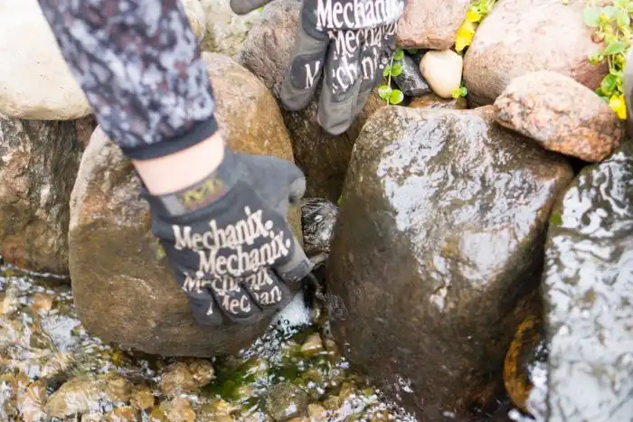 Спасение бельчонка