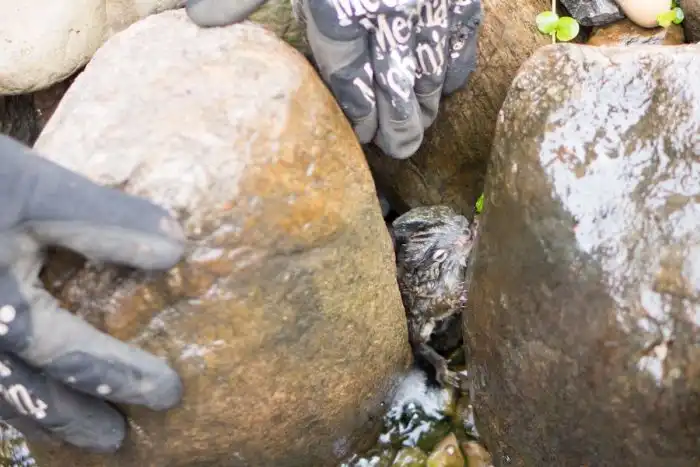 Спасение бельчонка