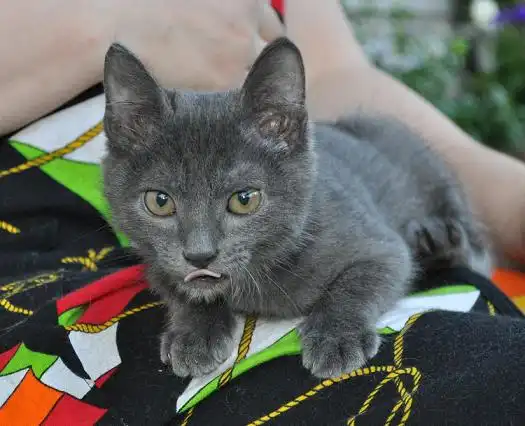 Дымчатый котёнок - 2,5 месяца.