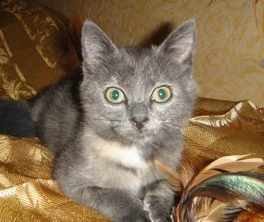 Маленькая кошечка с черепаховым окрасом Кэсси!