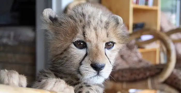 Домашний гепард