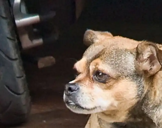 Собака-обожрака