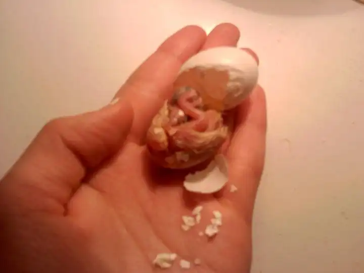 Как растут голуби