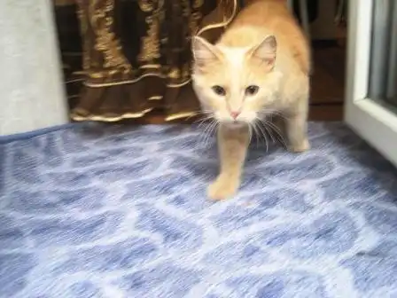 ласковый Персик