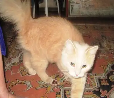 ласковый Персик