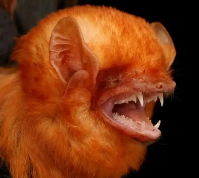 Летучие мыши во всей красе