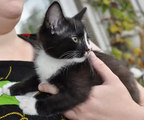 Отдам в хорошие руки котёнка мальчика