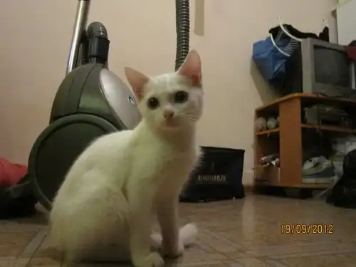 Голубоглазая блондинка ищет дом