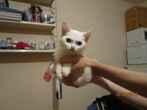 Голубоглазая блондинка ищет дом