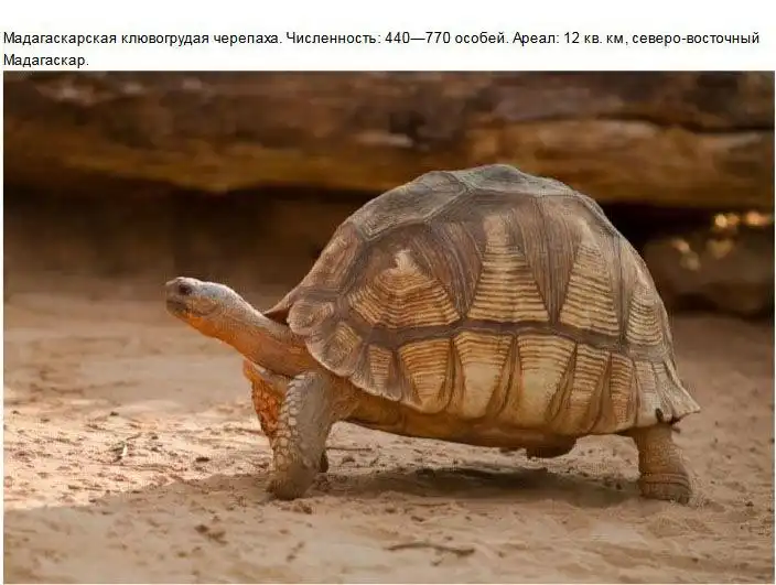 Редкие виды животных, которых мы больше не увидим