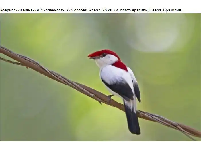 Редкие виды животных, которых мы больше не увидим