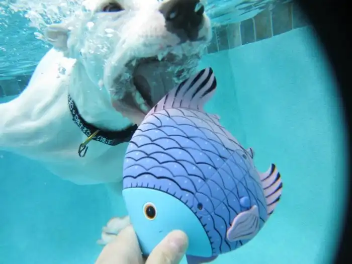 Пес, который любит подводное плавание