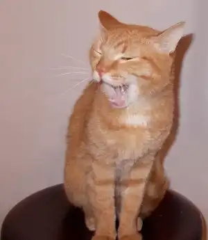 БАРСИК!!! Рыжий котик ищет новых хозяев!!!