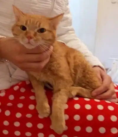 БАРСИК!!! Рыжий котик ищет новых хозяев!!!