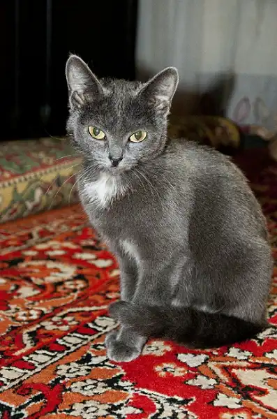 Отдам в хорошие руки дымчатую кошечку