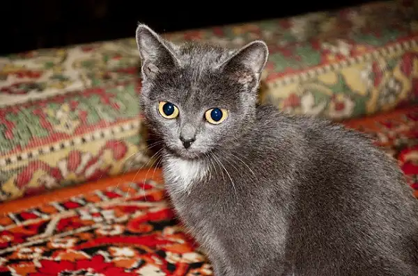 Отдам в хорошие руки дымчатую кошечку