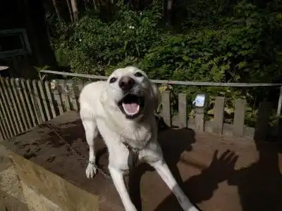 Отдам в хорошие руки собаку Белку