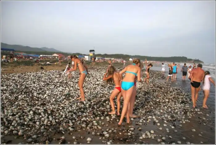 Тонны деликатесов выбросило на пляж